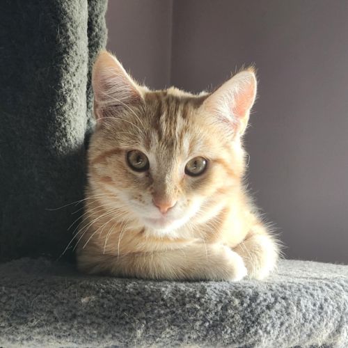 Leon - Located in Templestowe Lower