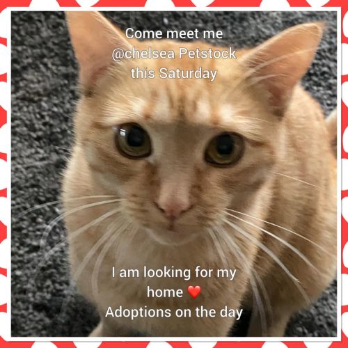 Pumpkin meet me@chelsea Petstock store 22/3