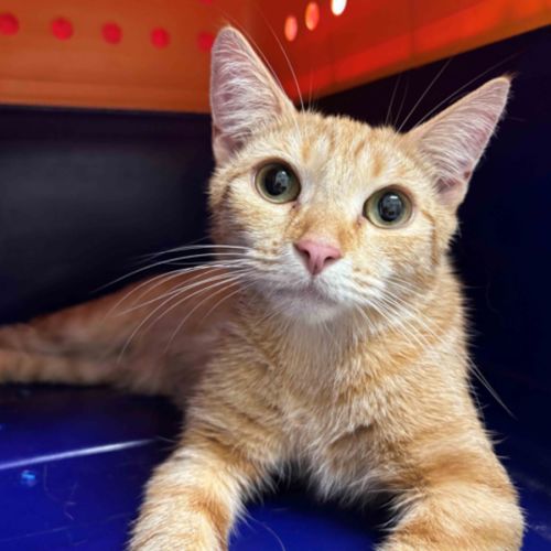 *Adoption Pending* Aprilia