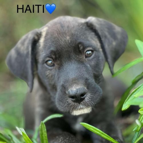 Haiti