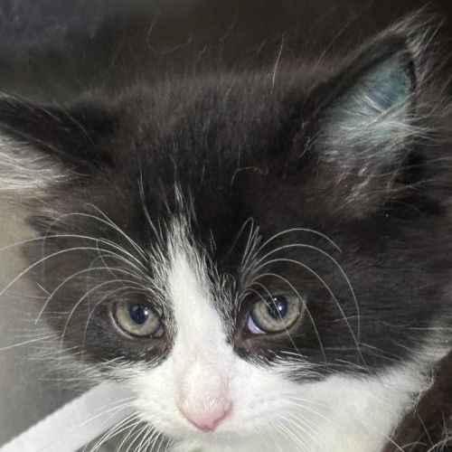 Scribbles Of Holdsworth