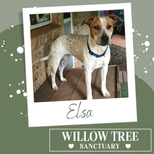 Elsa
