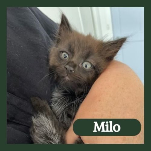 Milo