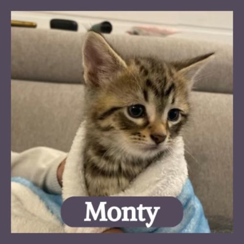 Monty