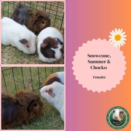 Snowcone, Summer & Chocko