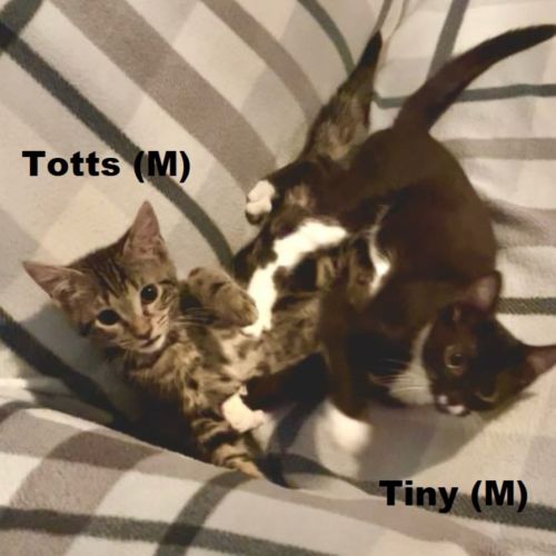 Tiny and Totts