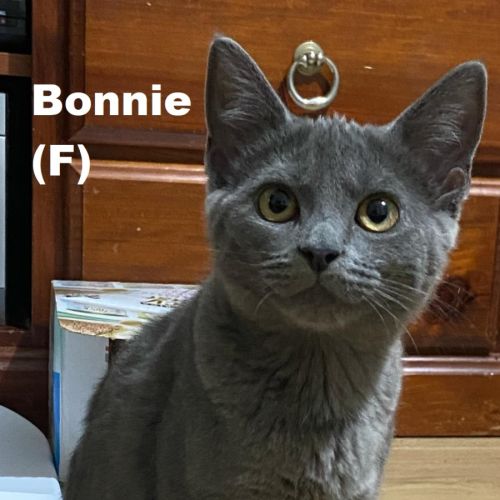 Bonnie