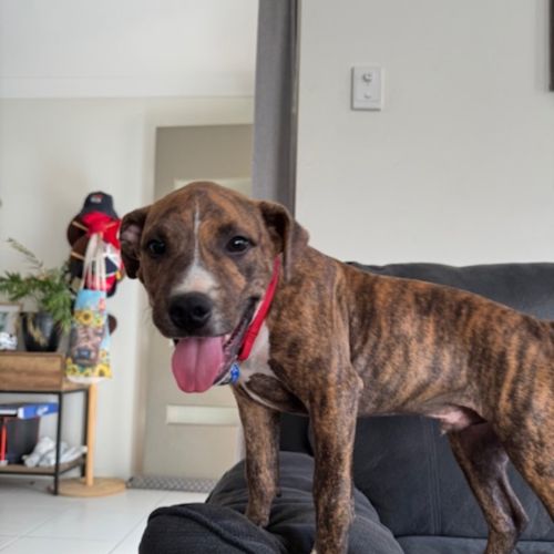 Cookie - 6 Month Old Staffy X Ridgeback