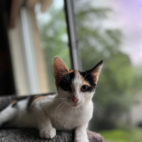 Calico - Trixie