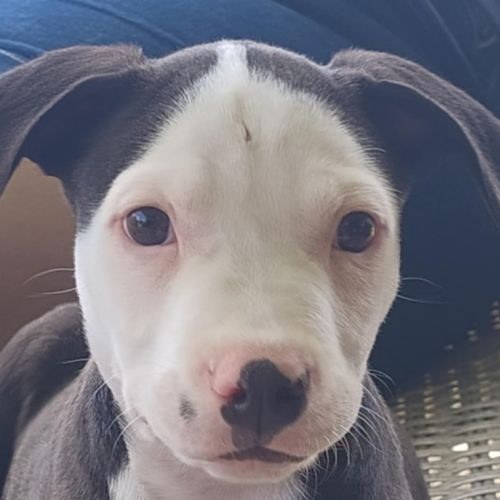 Hamish ~ 10 week old, male, Bull Arab puppy