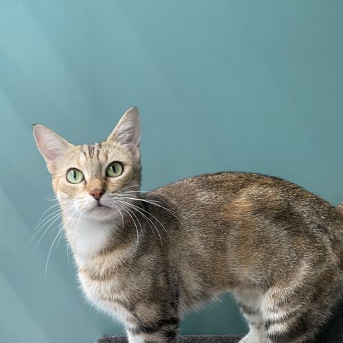 Bella