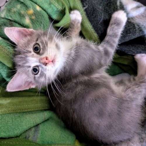 Fingal meet me@Petstock Clyde north