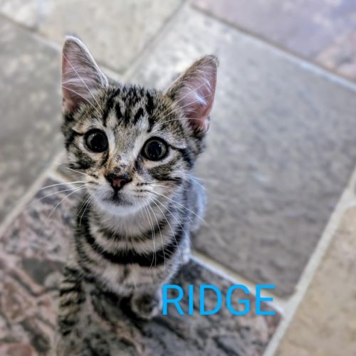 Ridge meet me@Petstock Clyde north store