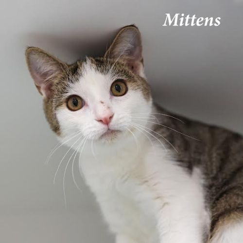 Mittens - Burnie