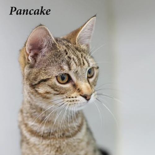Pancake