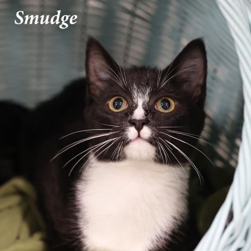 Smudge - Burnie