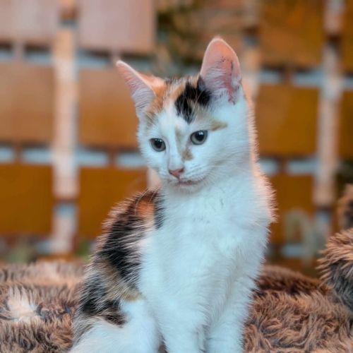 Adriana - Located in Pascoe Vale South 