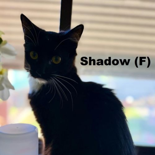 Shadow -Ellie