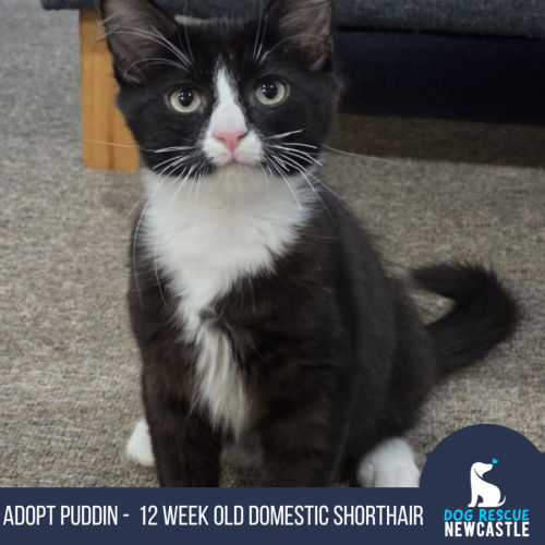 Puddin - 12 Week Old Domestic Shorthair