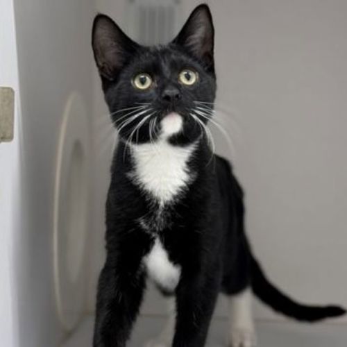 Simon