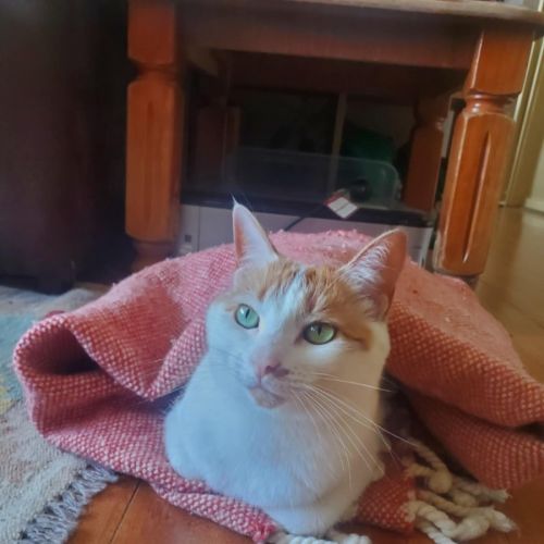 Hetty - Located in Coburg