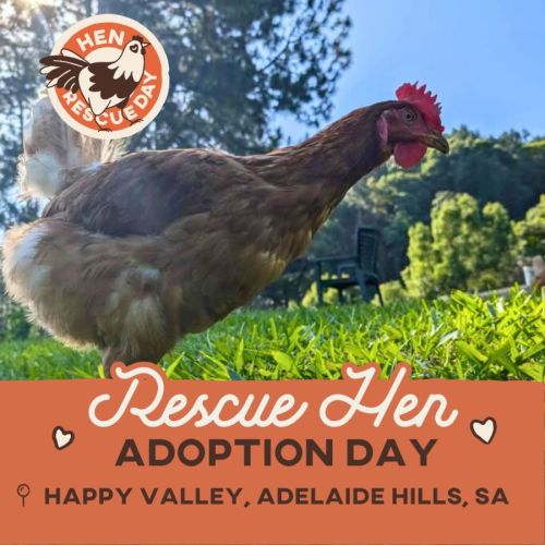 Rescue Hens