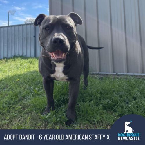 Bandit - 6 Year OId American Staffy X