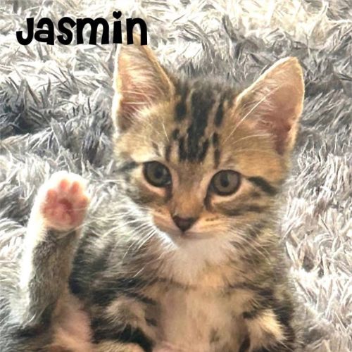 Jasmin