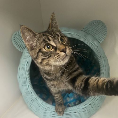 Millhouse - Petstock Invermay