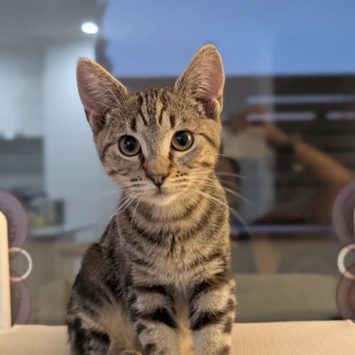 Skylar - Located in Pascoe Vale 