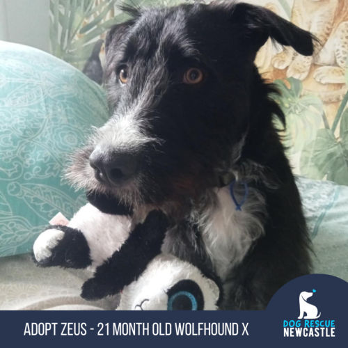Zeus - 21 Month Old Wolfhound X
