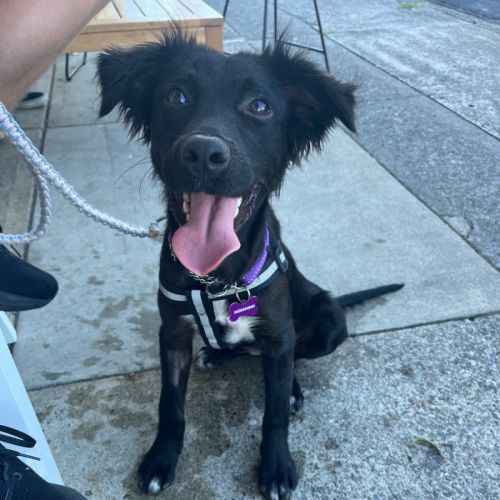 Piper