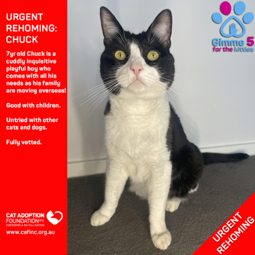 Chuck Private Rehoming No Charge!