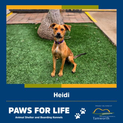 Heidi
