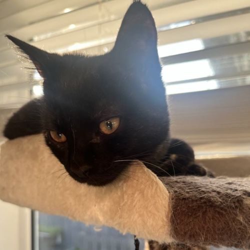 Piper - Located in Frankston