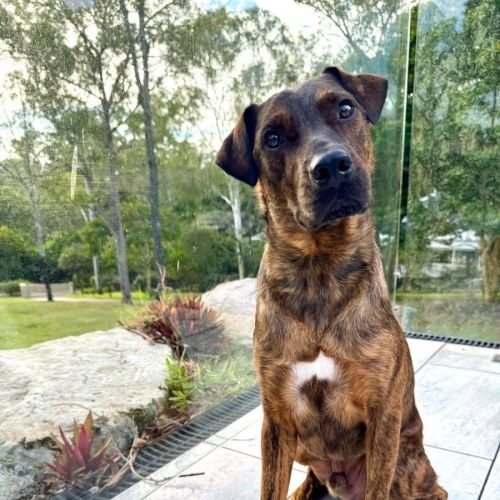 Dexter *$250 Adoption Fee*