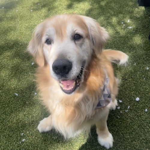 Archie