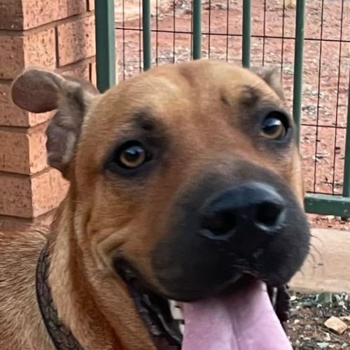 No photo for Tomodachi