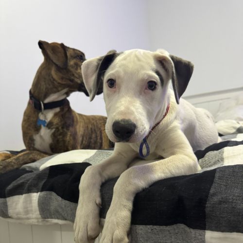 Ayaz - 5 Month Old Mastiff X