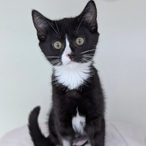 Mittens