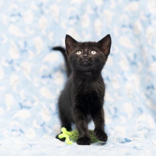 Zazou Zia ** 2nd Chance Cat Rescue**