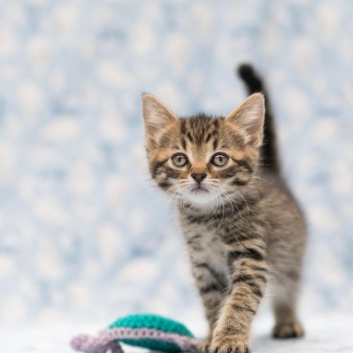 Tommy Hilfiger ** 2nd Chance Cat Rescue**