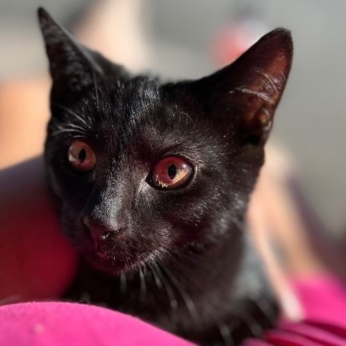 Silky - Reduced Adoption Fee