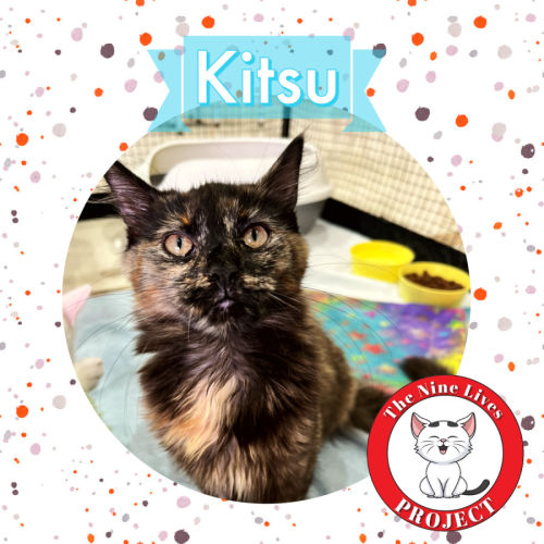 Kitsu *9 Lives Project Rescue*