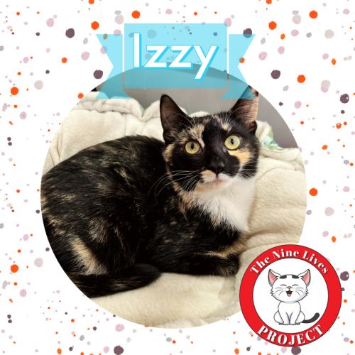 Izzy *9 Lives Project Rescue*