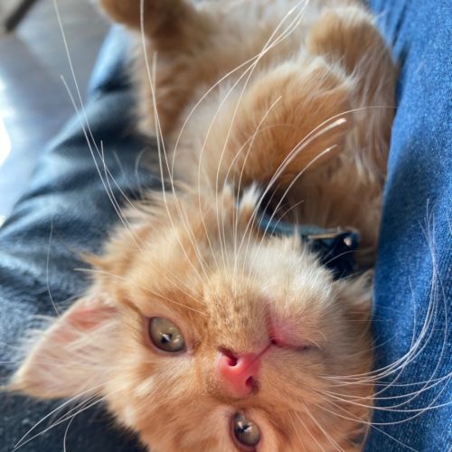 Blaze- Meet me at PetStock Chelsea