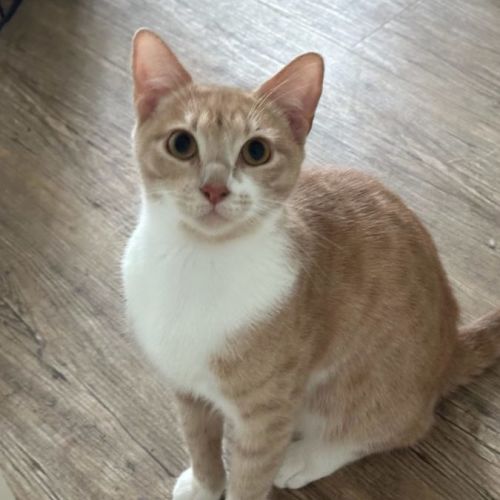 Daphne - Now at PET Quarters Glendale