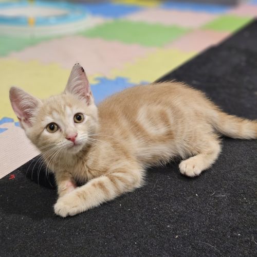 Kali