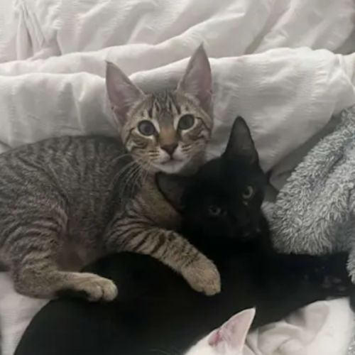 Binx and onyx