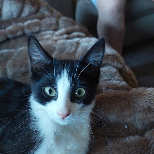 No photo for Mystique 